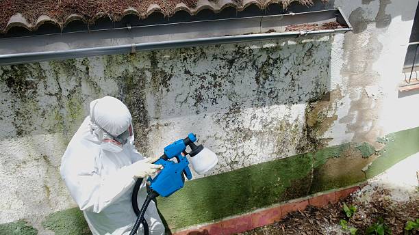 Top rated local Mold Remediation specialists in Brooklyn, MD